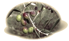 Varietà  Frantoio