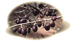 Varietà Leccino
