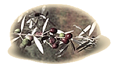 Varietà  Moraiolo