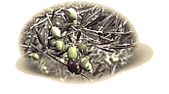 Varietà Piantone Mogliano
