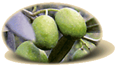 Varietà  Raggia